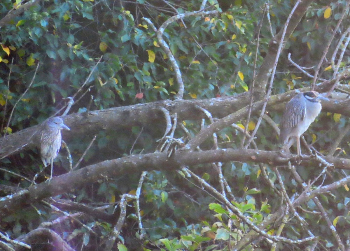 Yellow-crowned Night Heron - ML609621764