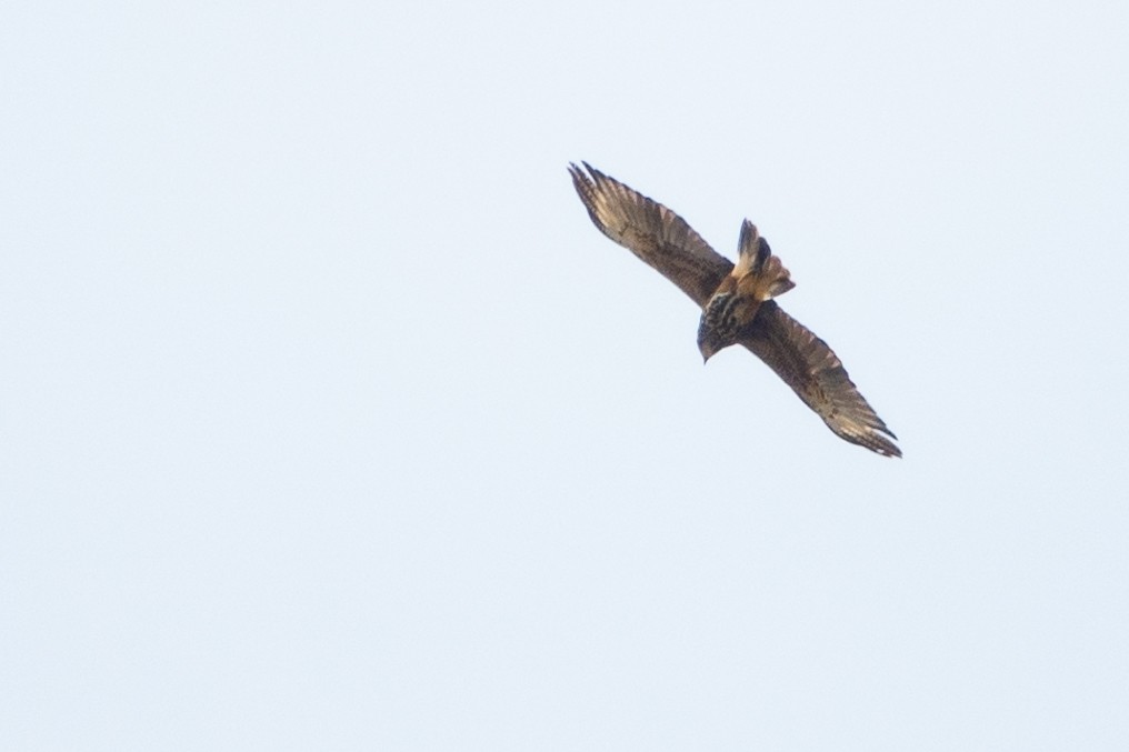 Harris's Hawk - ML609621847