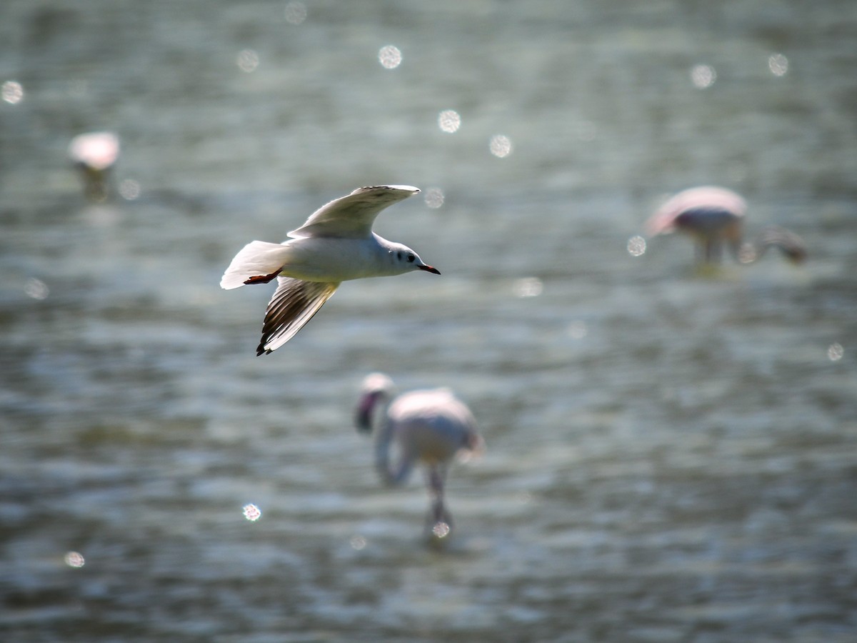 Mouette rieuse - ML609621855