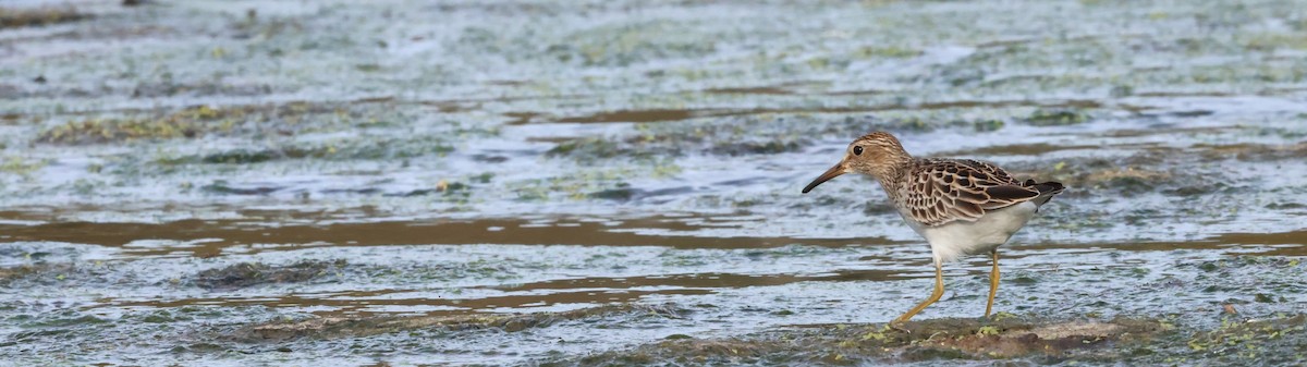 Pectoral Sandpiper - ML609621876