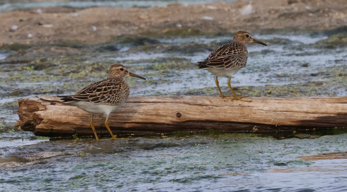 Graubrust-Strandläufer - ML609621885