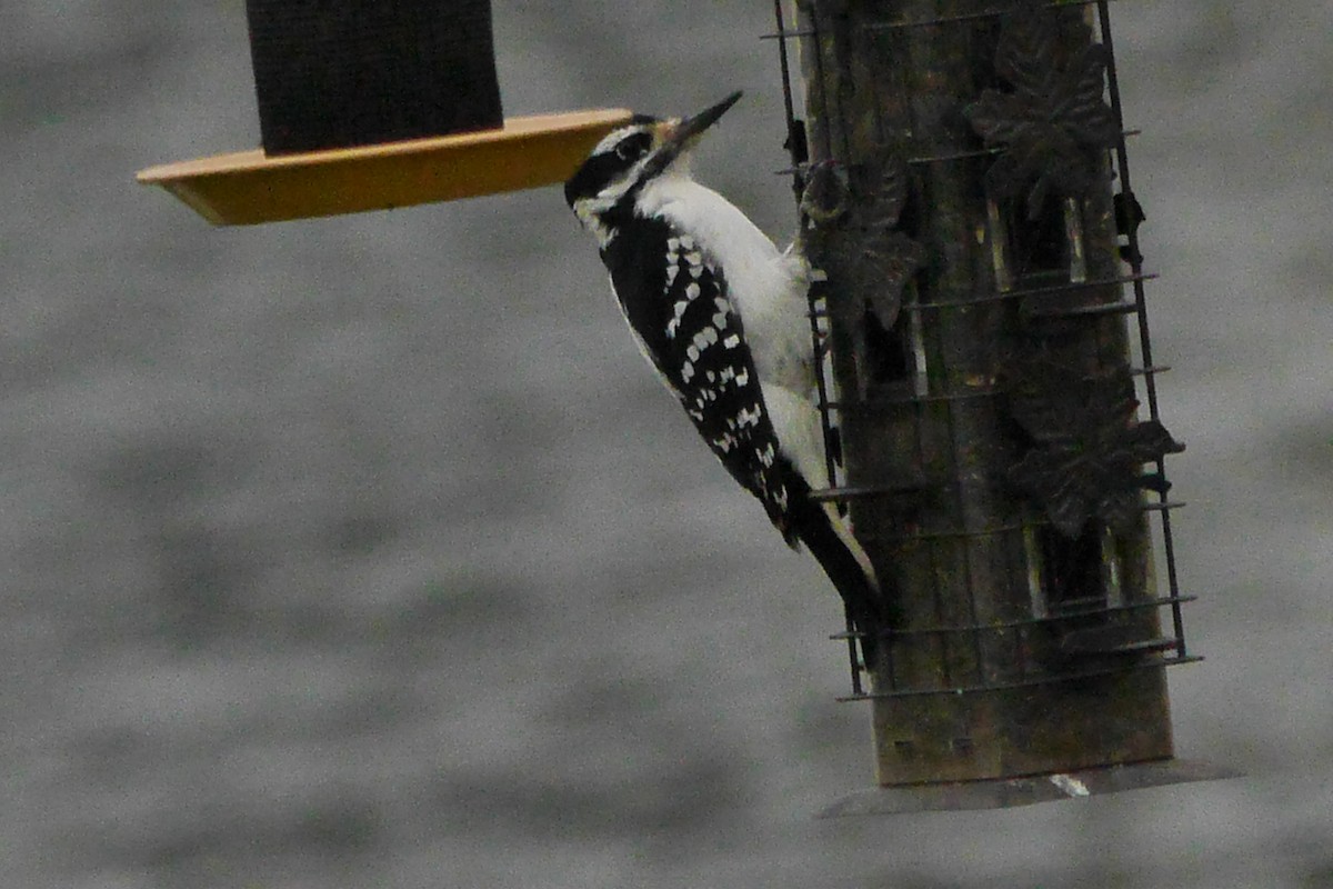 Hairy Woodpecker - ML609621905