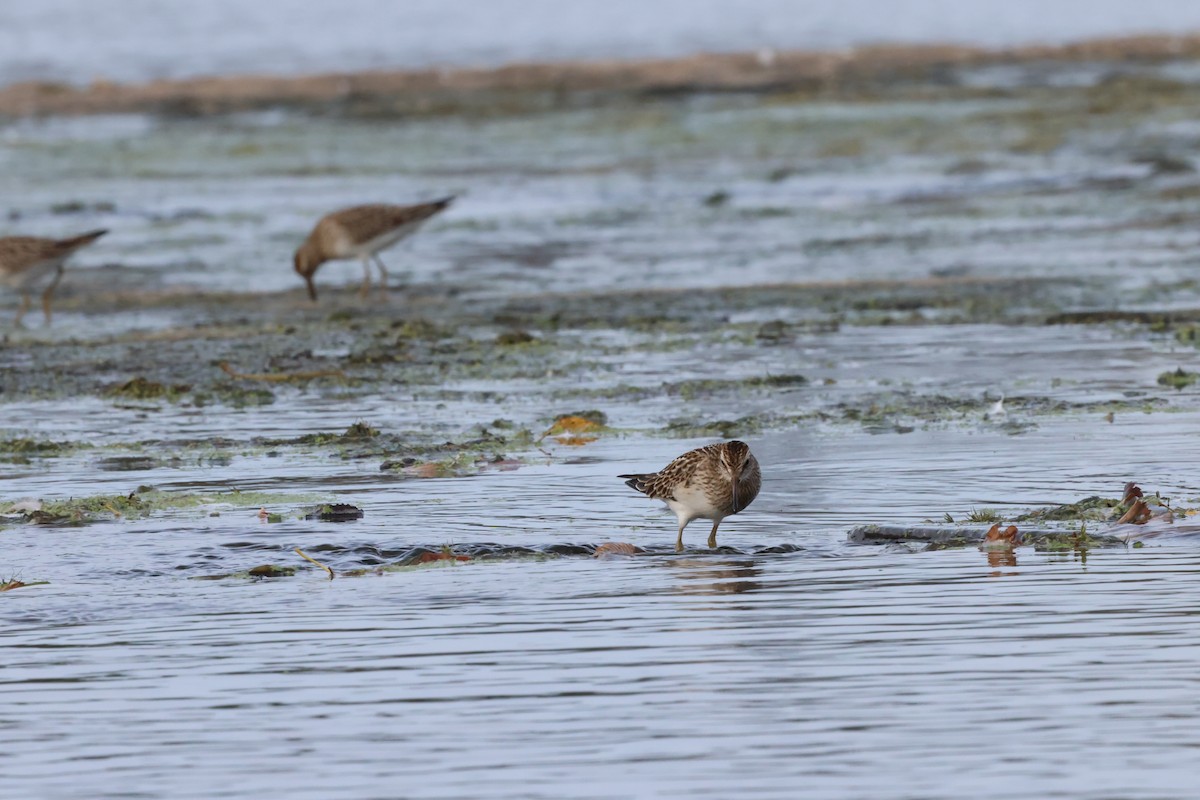 Pectoral Sandpiper - Marie Provost