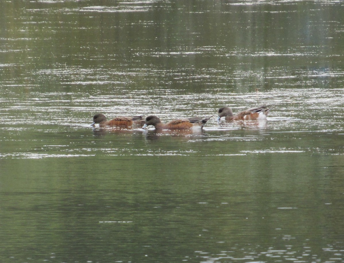 American Wigeon - ML609622213