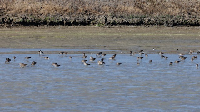 Long-billed Dowitcher - ML609622278