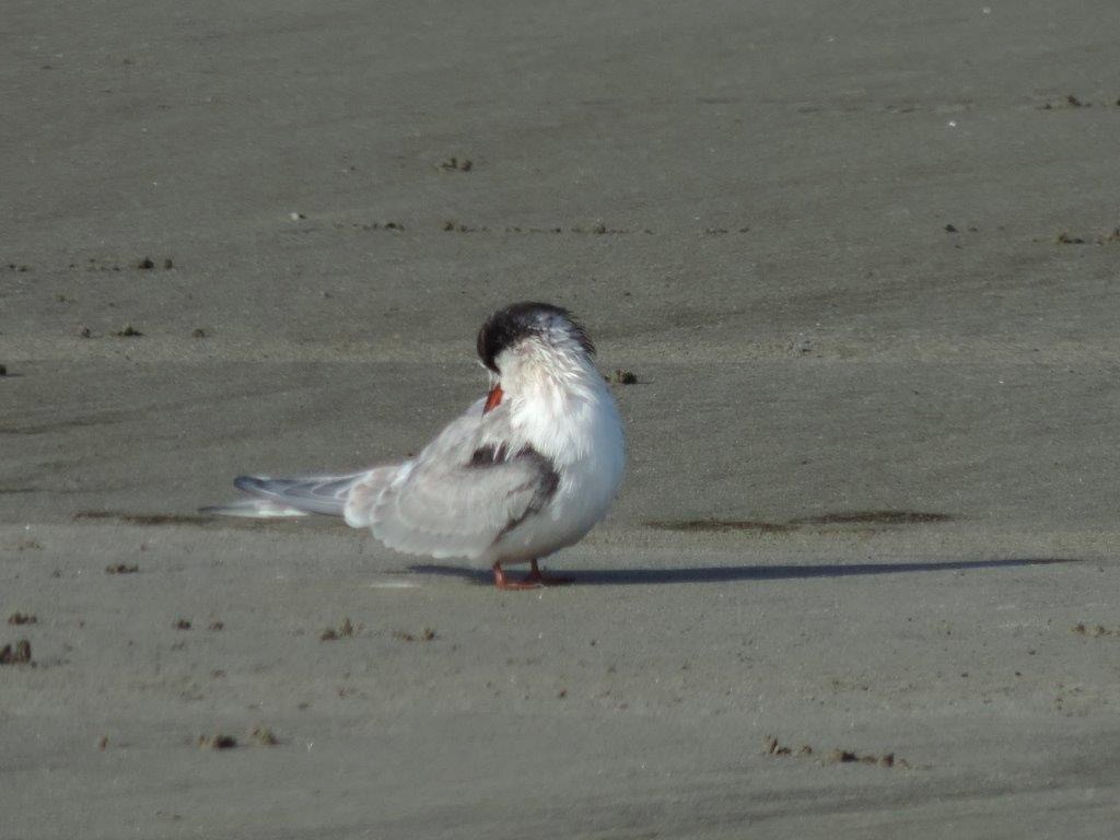 Arctic Tern - ML609622404