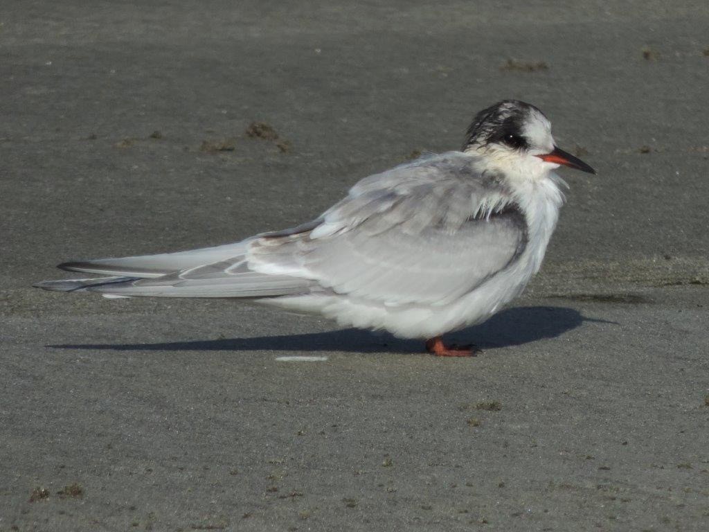 Arctic Tern - ML609622406