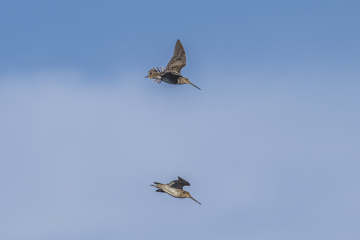 Pantanal Snipe - ML609622421