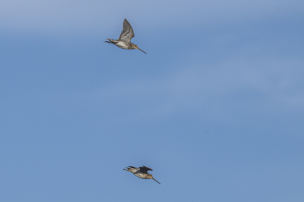 Pantanal Snipe - ML609622423