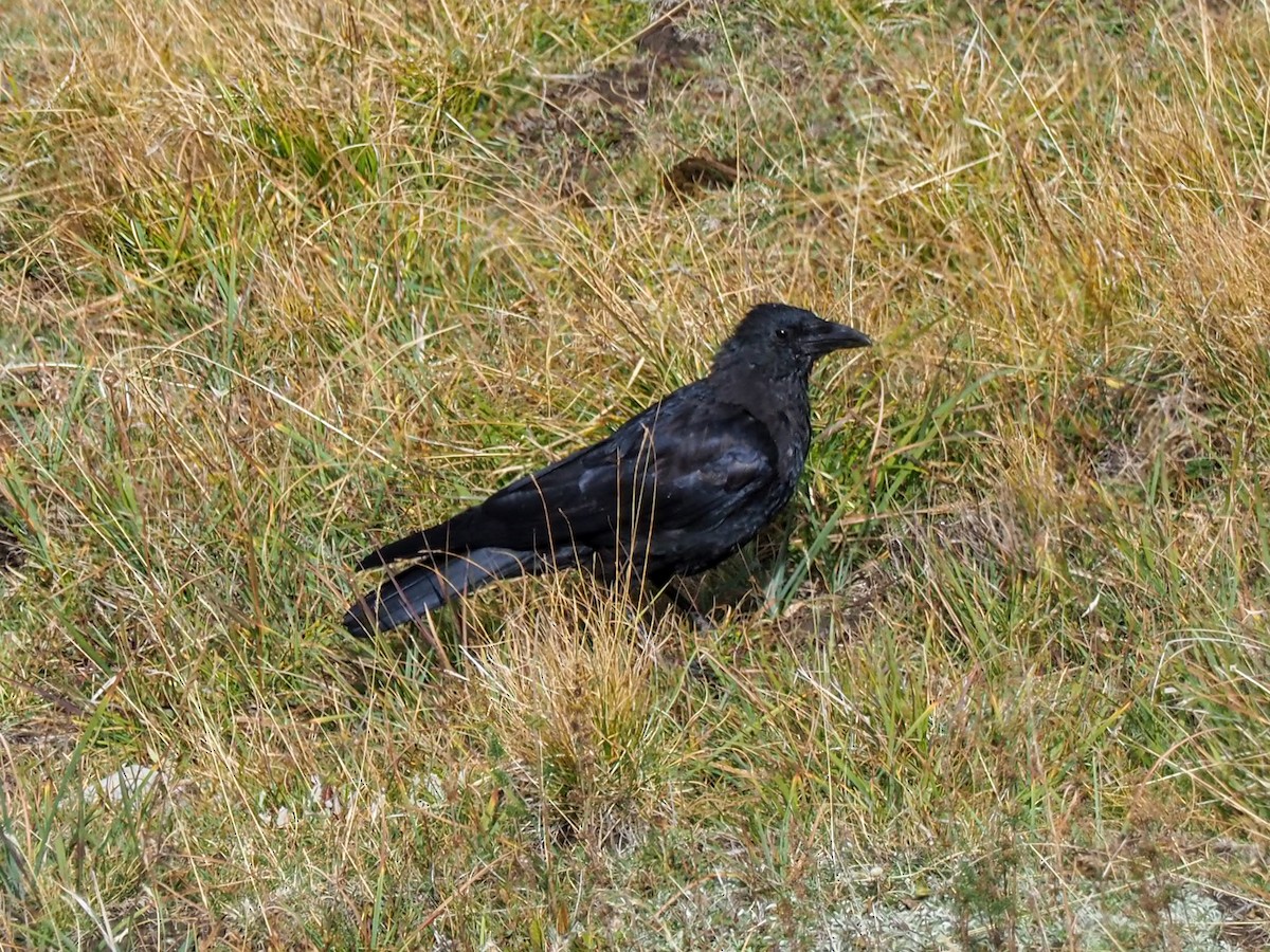Carrion Crow - ML609622440