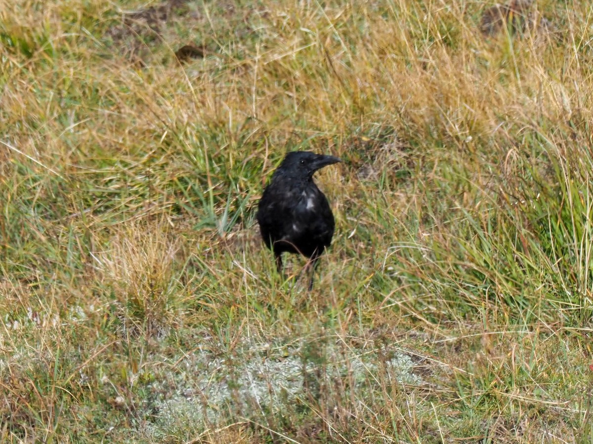 Carrion Crow - ML609622441