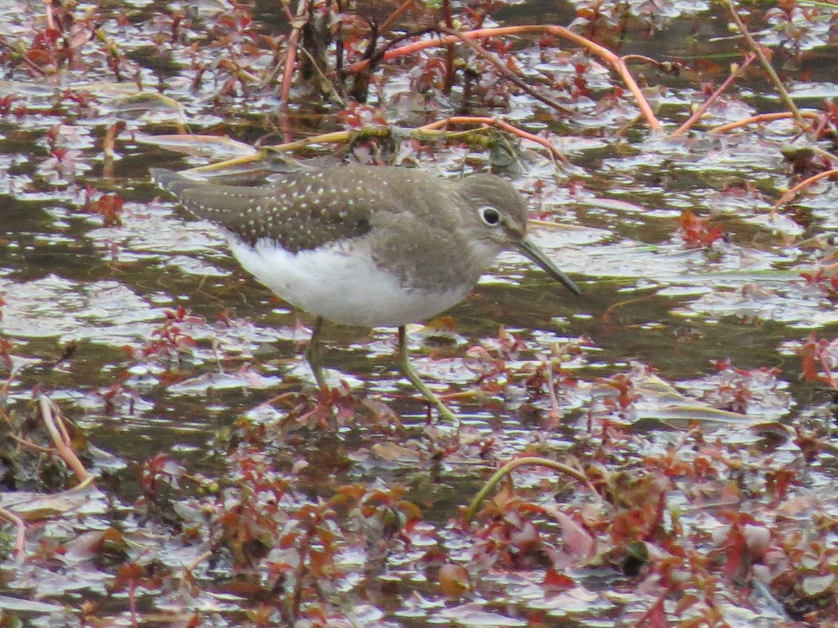 Solitary Sandpiper - James Hirtle