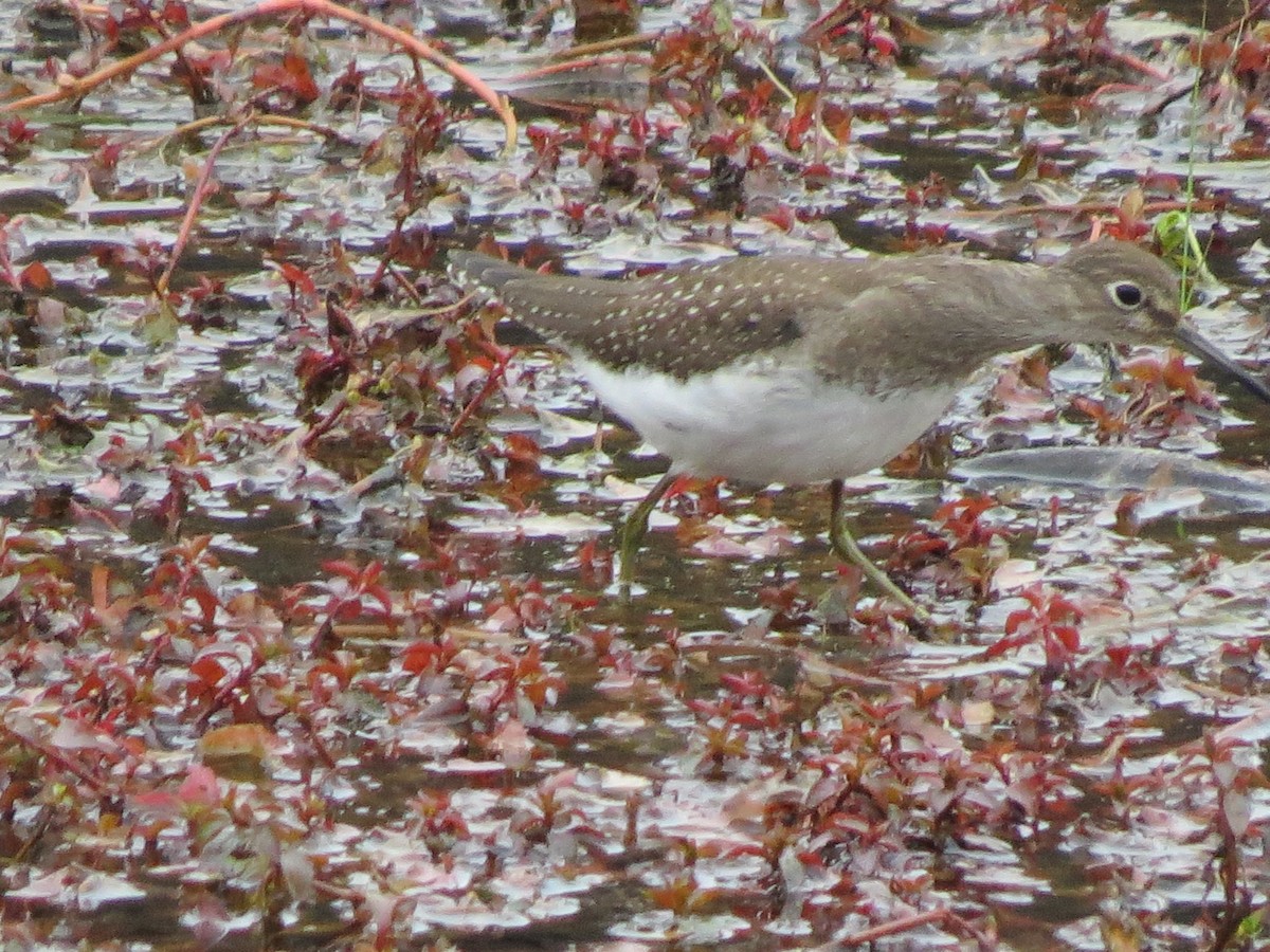 Solitary Sandpiper - James Hirtle