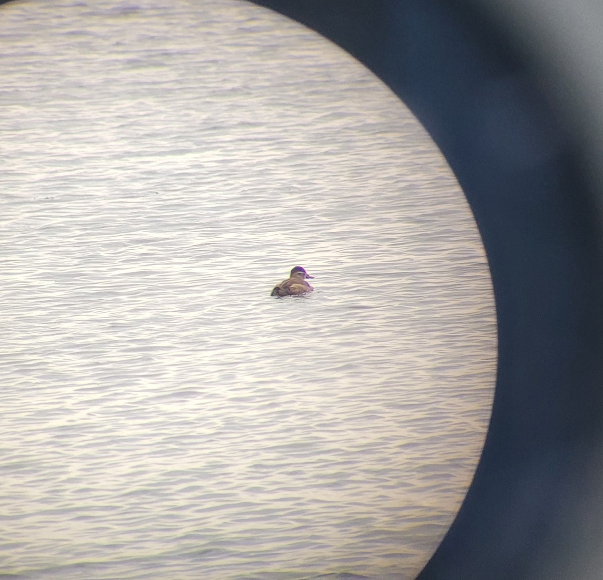 Ruddy Duck - ML609622545