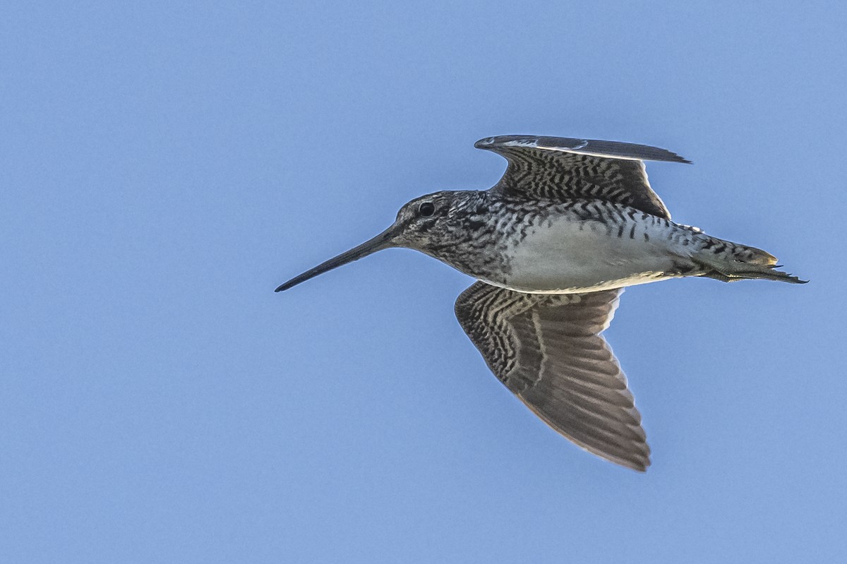 Pantanal Snipe - ML609622580