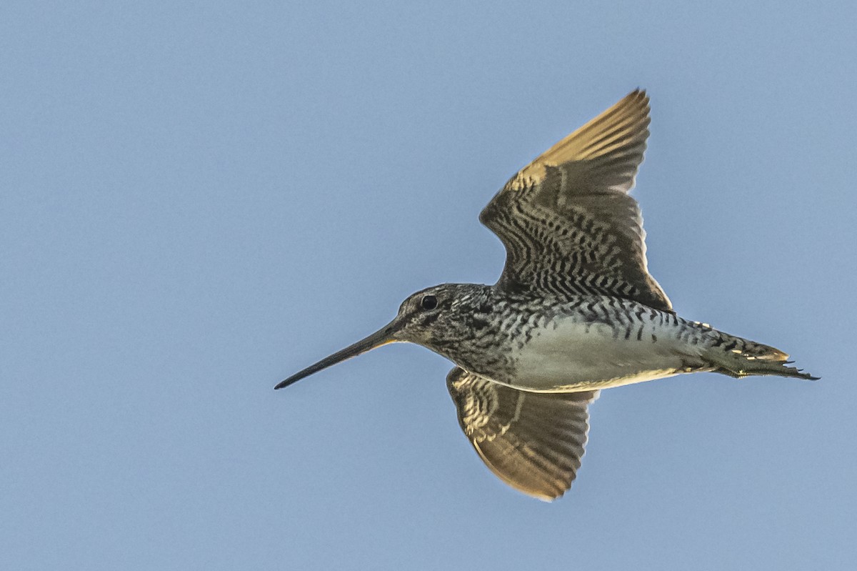 Pantanal Snipe - ML609622581