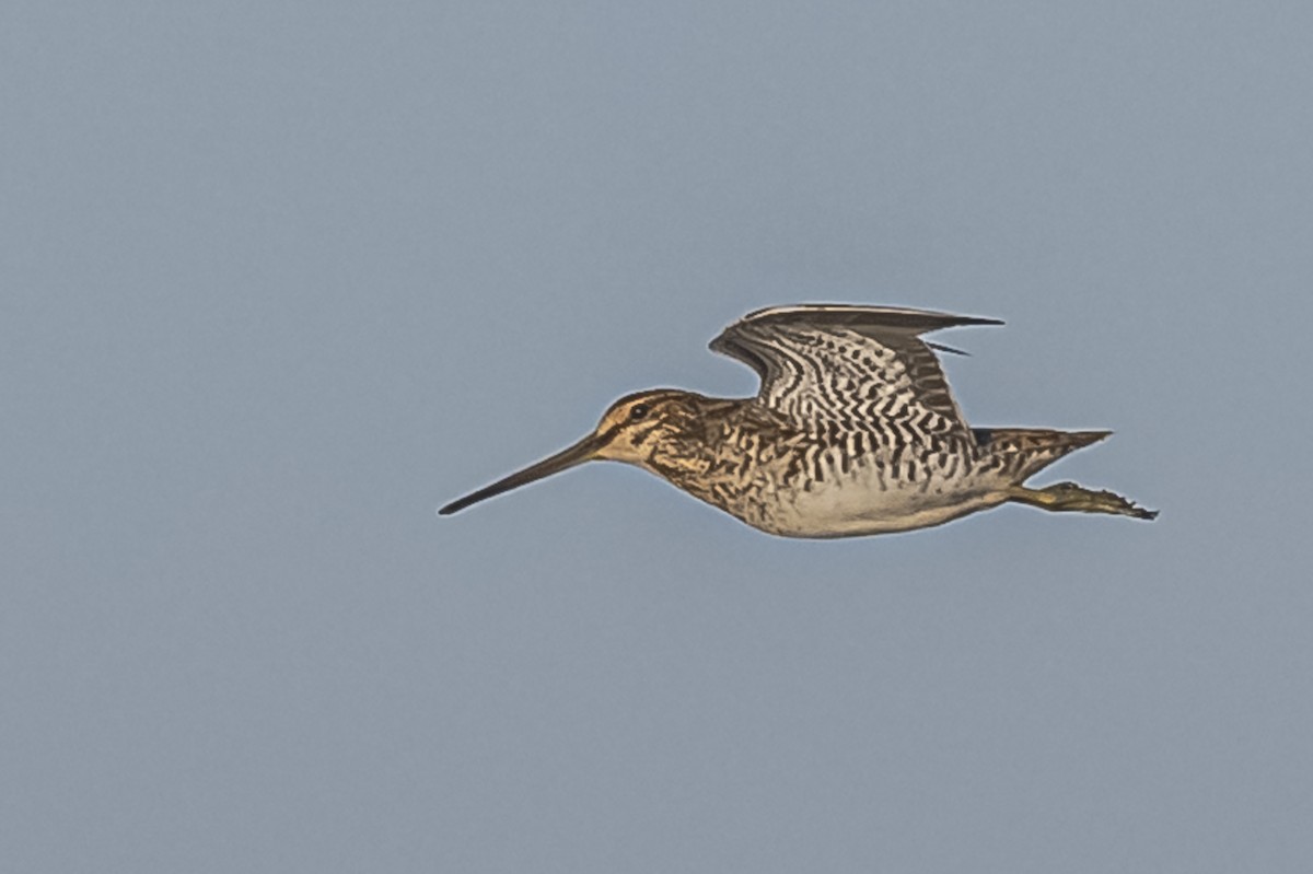 Pantanal Snipe - ML609622591