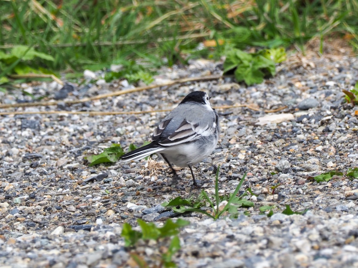 White Wagtail - ML609622649