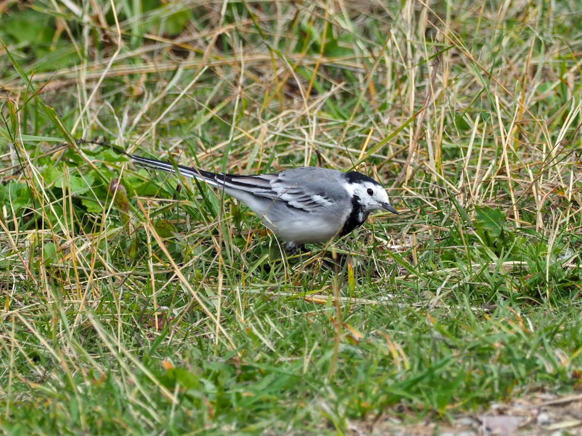 White Wagtail - ML609622651