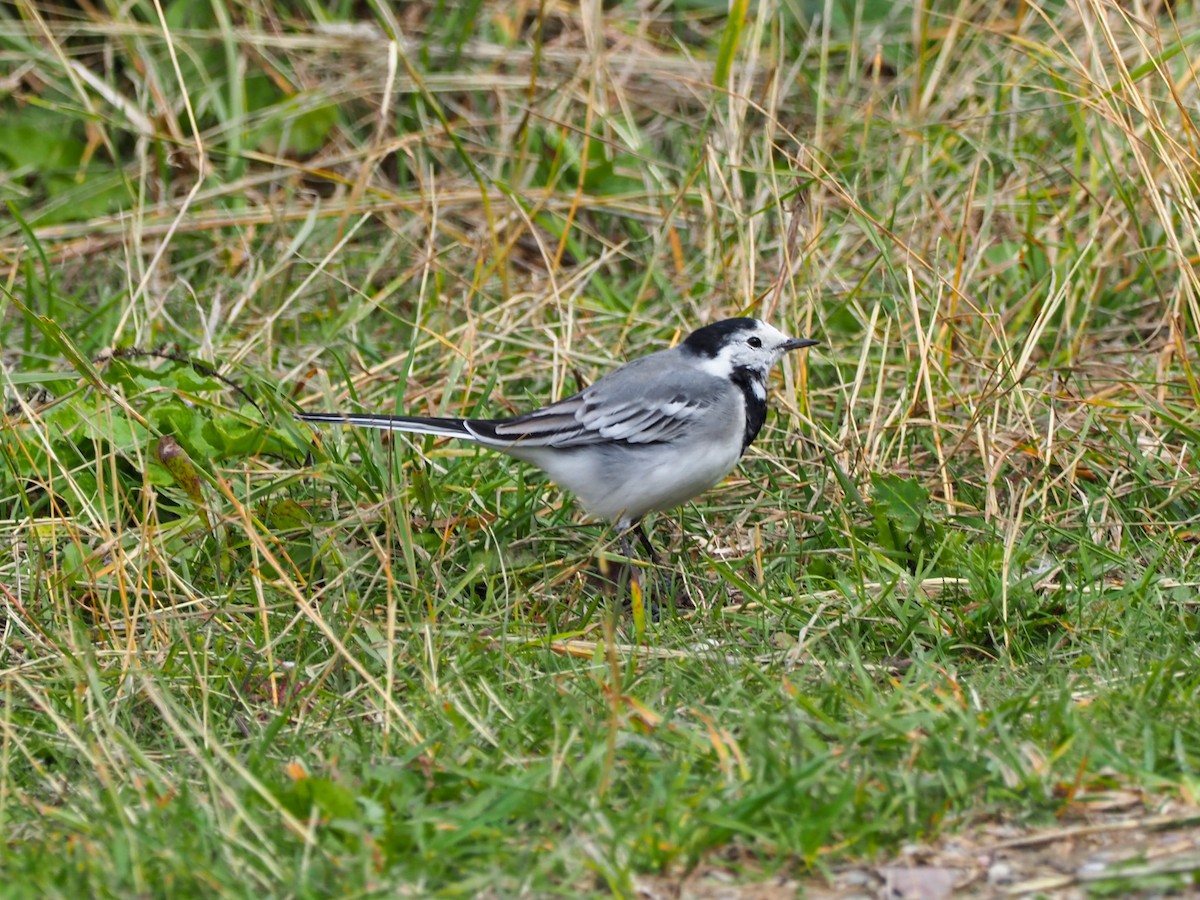 White Wagtail - ML609622652
