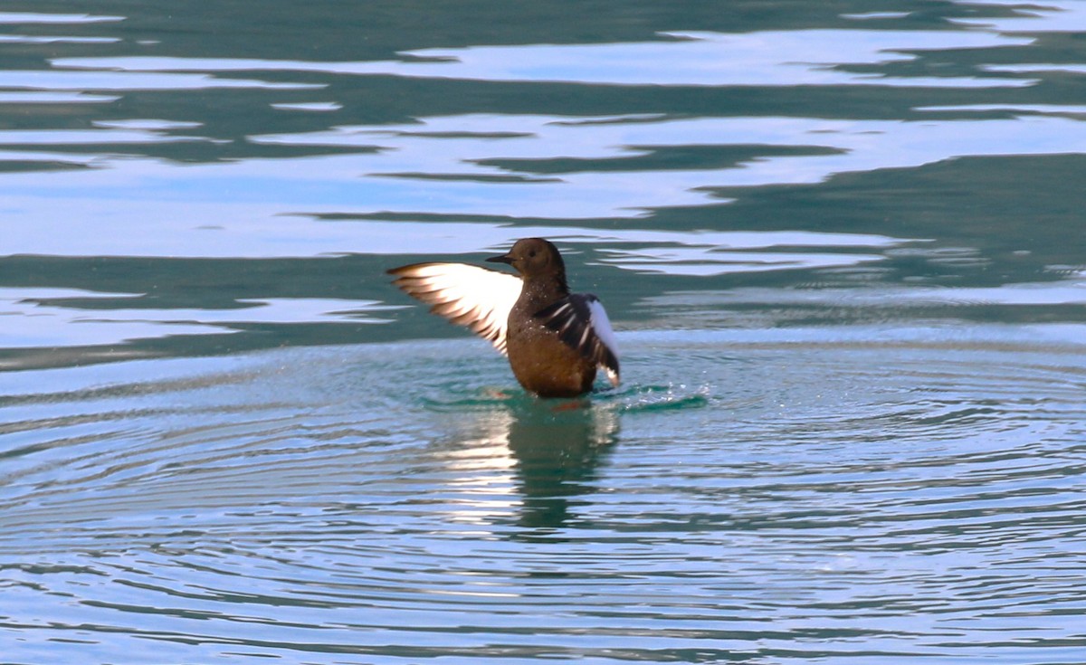 Black Guillemot - ML609622661