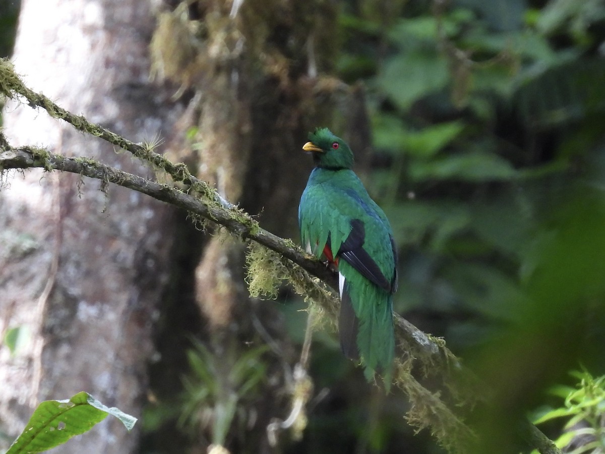 Crested Quetzal - ML609622695