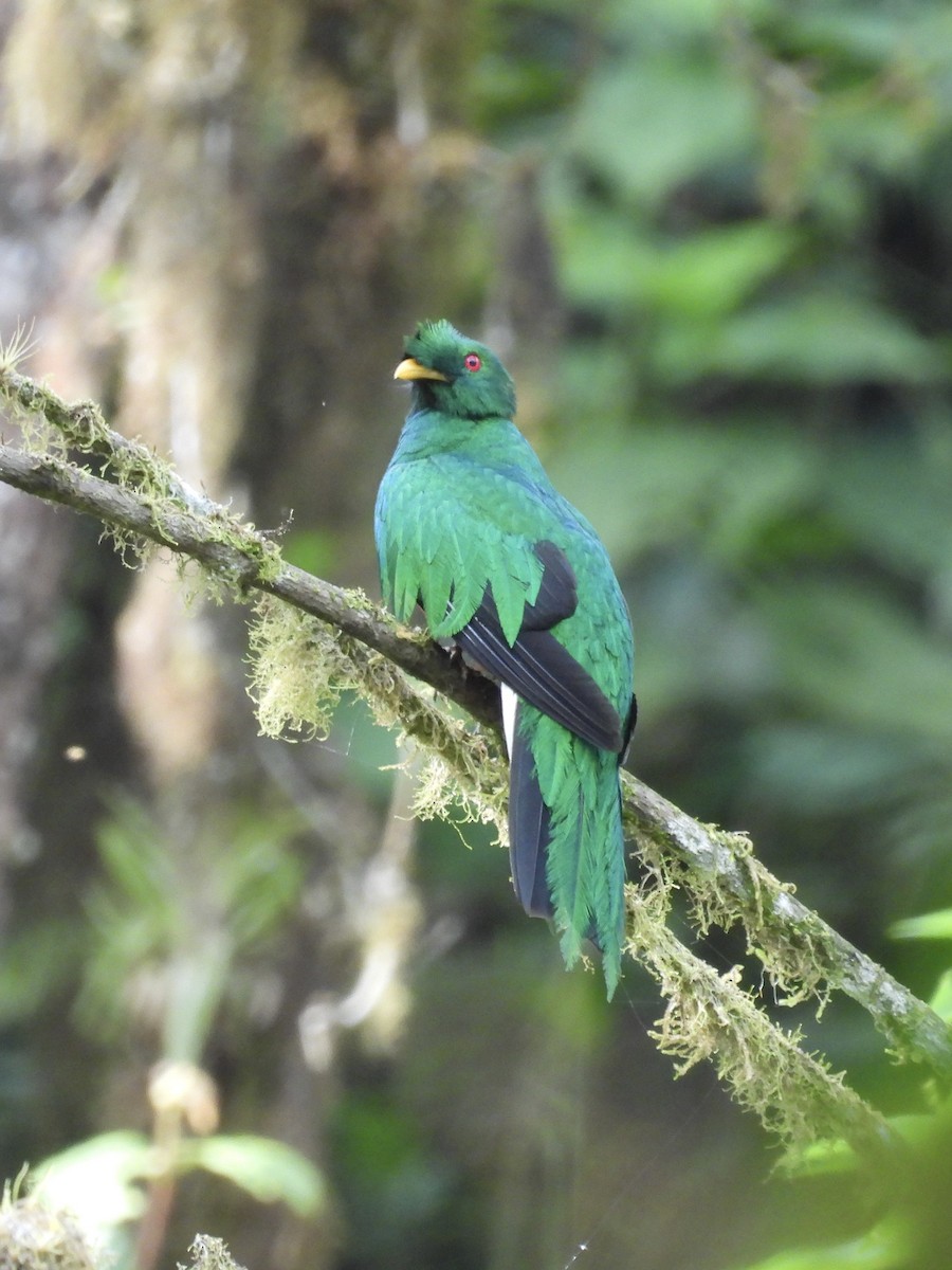Crested Quetzal - ML609622697
