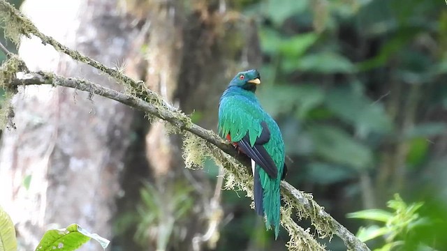 Crested Quetzal - ML609622783