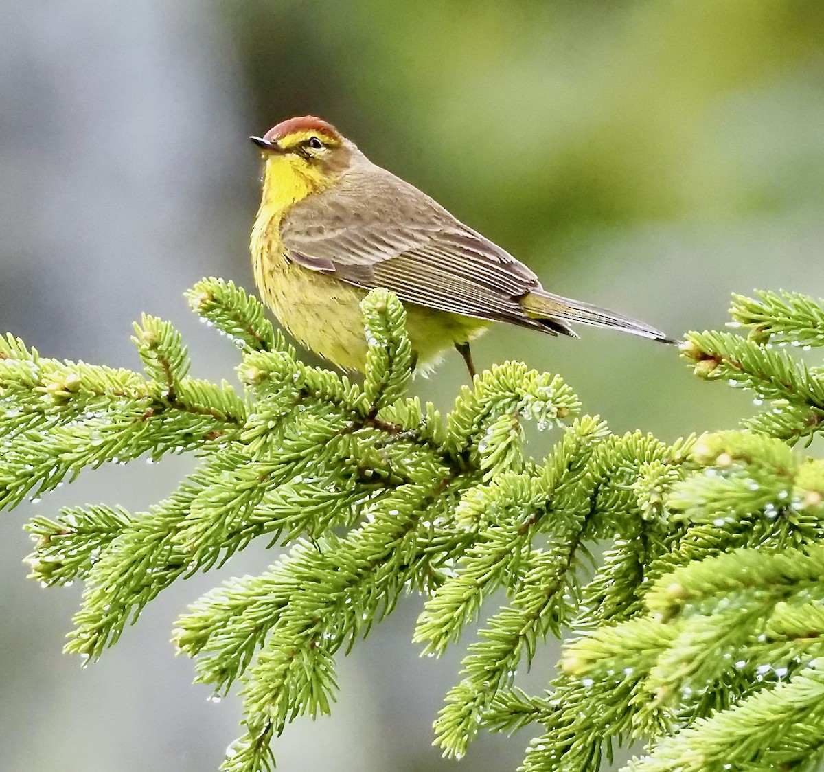 Palm Warbler - ML609622784