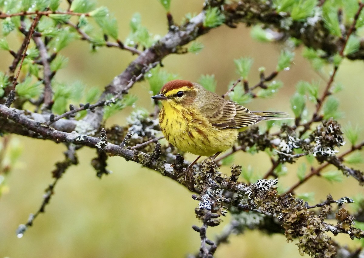 Palm Warbler - ML609622786