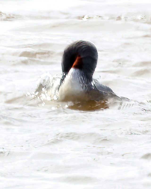 Red-throated Loon - ML609622802