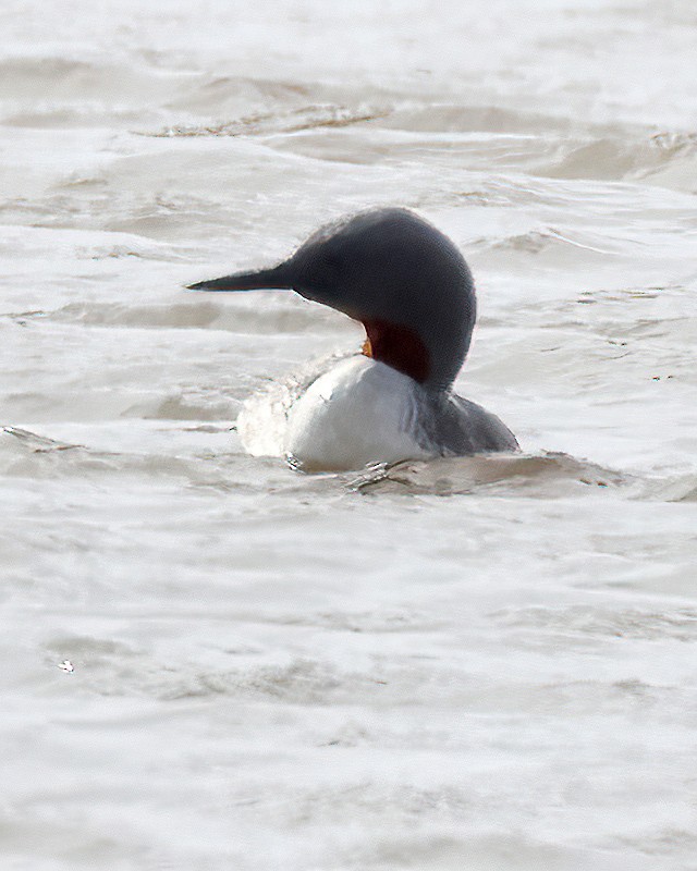 Red-throated Loon - ML609622805