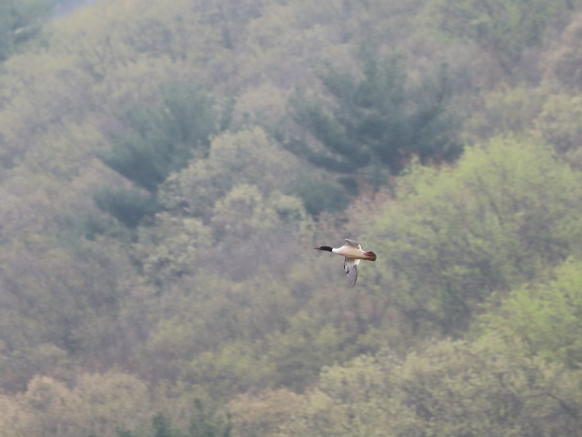 Common Merganser - ML609622812