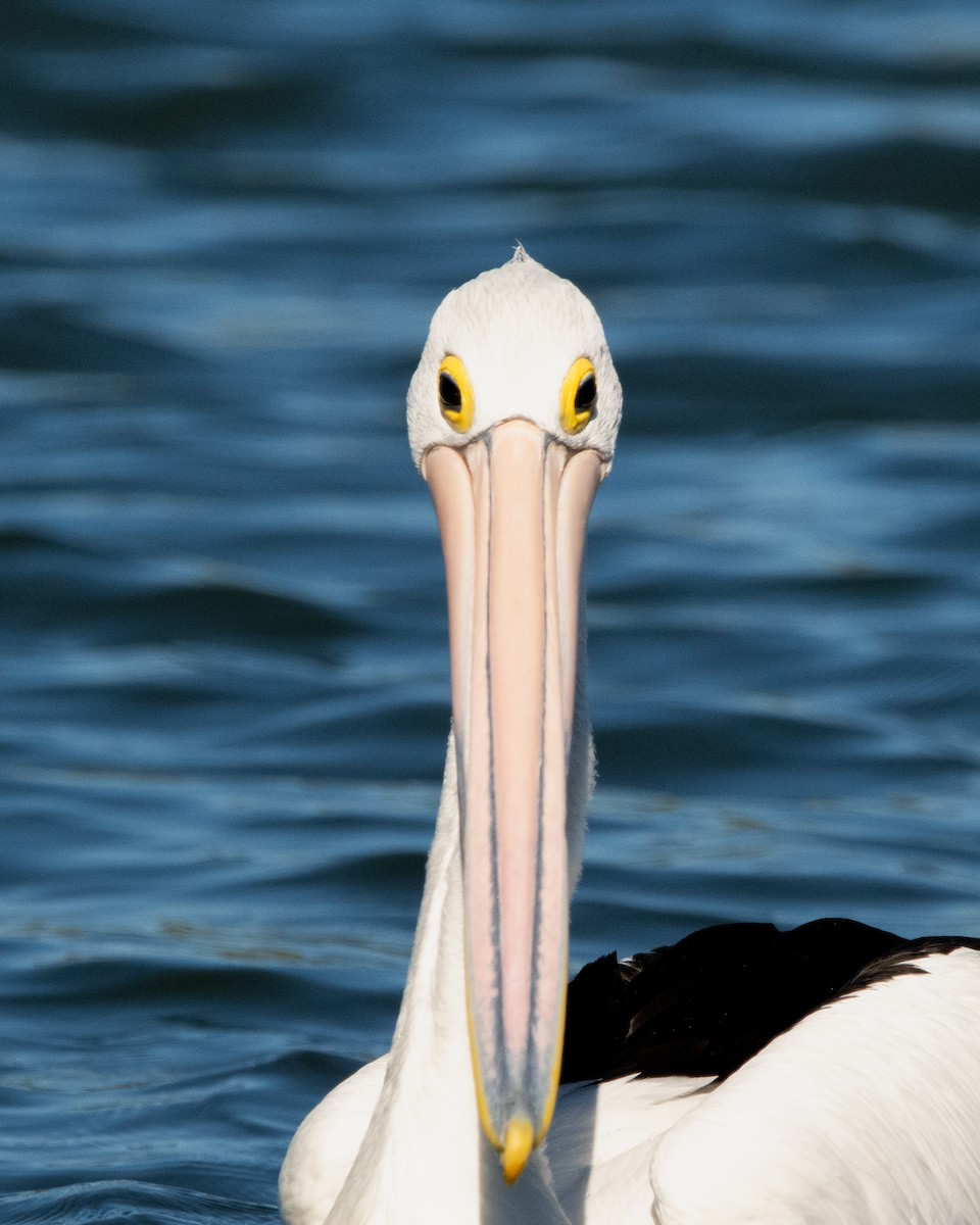 pelikán australský - ML609622832
