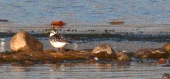 Bécasseau sanderling - ML609622915