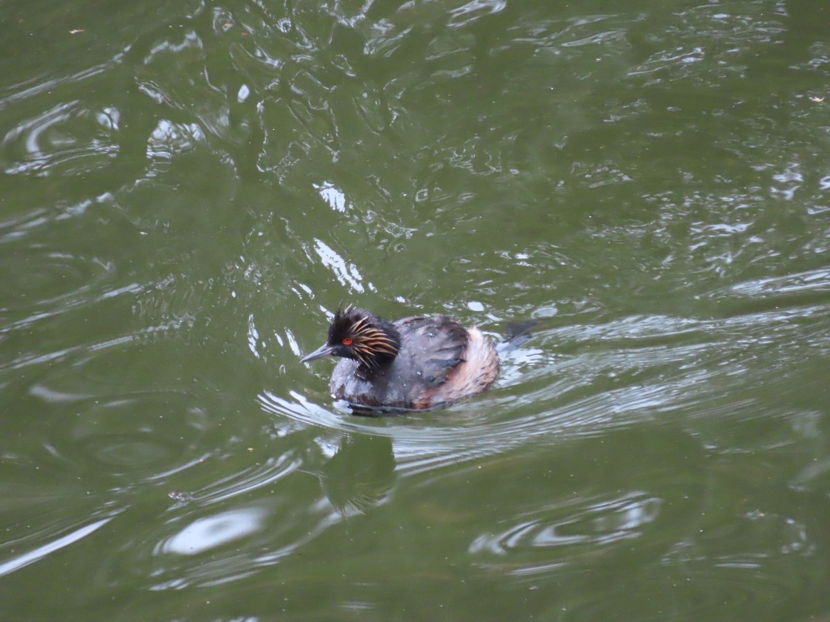 Eared Grebe - Kim Wylie