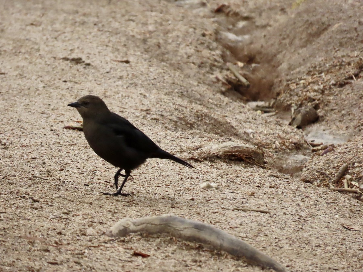 Brewer's Blackbird - ML609623200