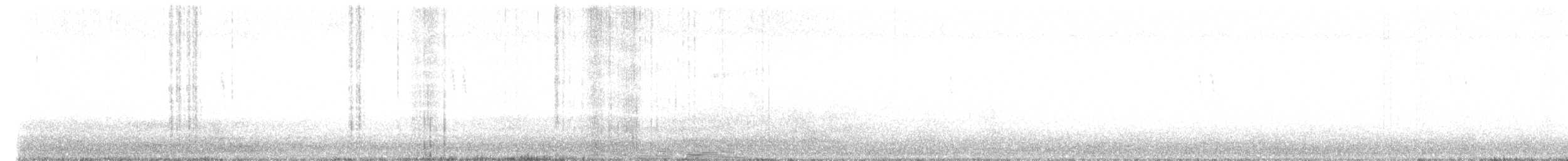 White Wagtail (ocularis) - ML609623212