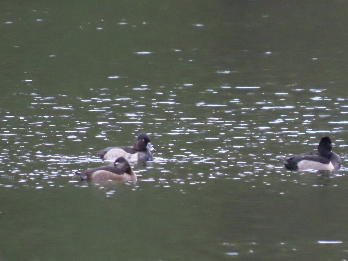 Ring-necked Duck - ML609623214