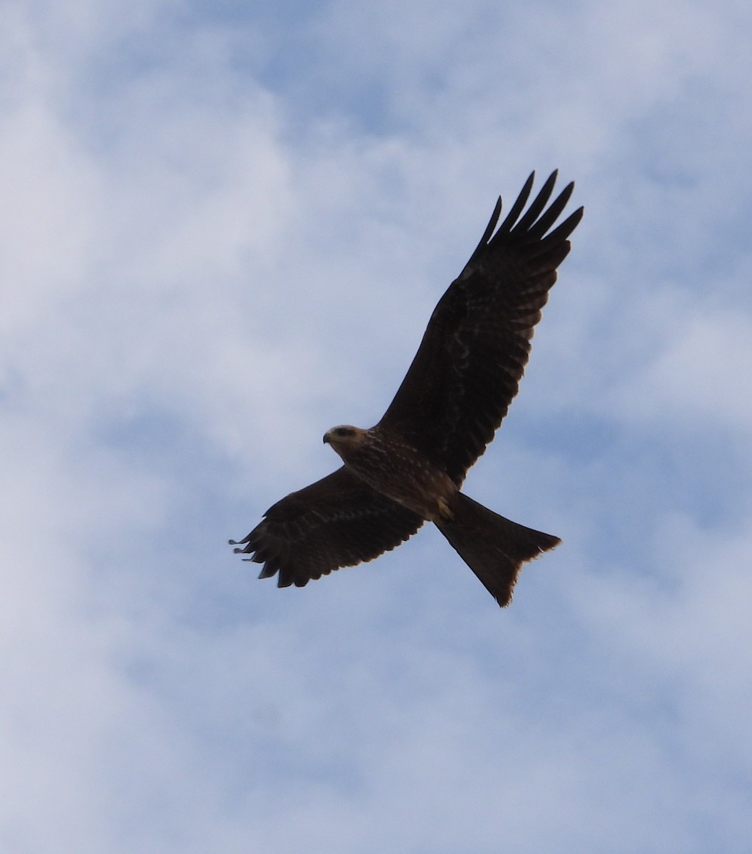 Black Kite - ML609623242