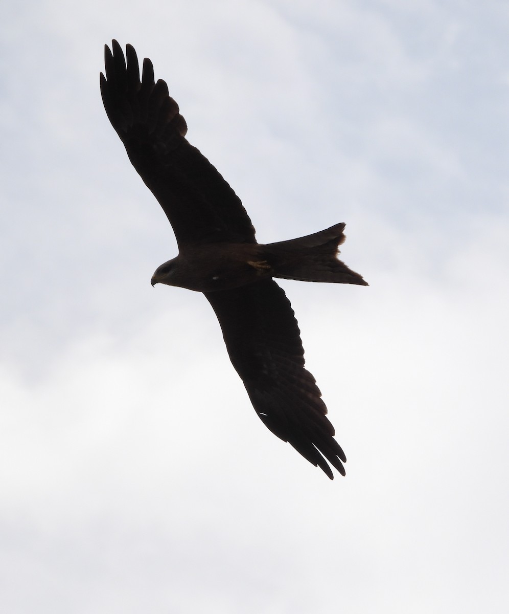 Black Kite - ML609623243