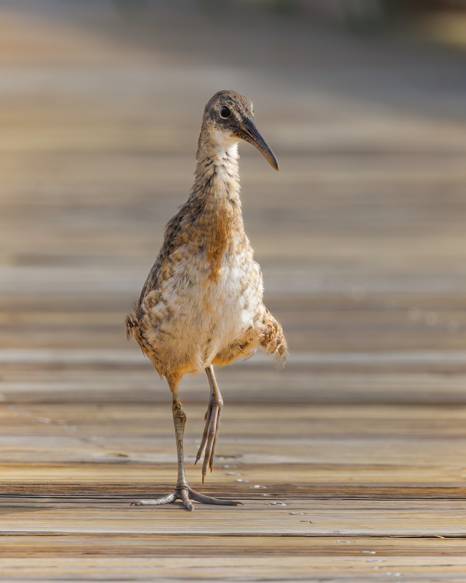 Clapper Rail - ML609623348