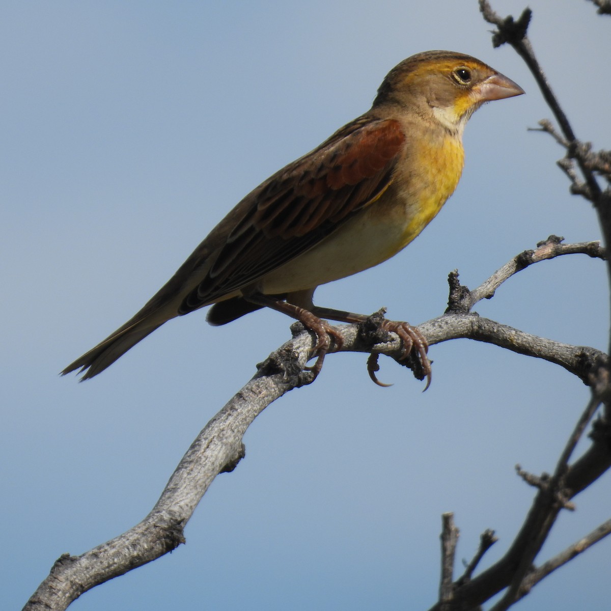 Dickcissel - George&Mary Flicker