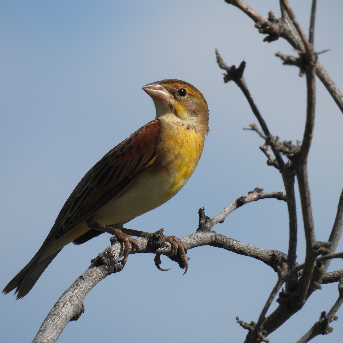 Dickcissel - ML609623552