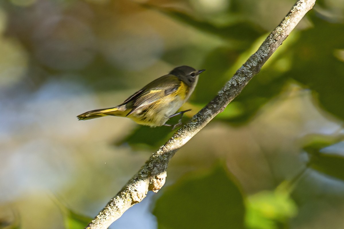 American Redstart - ML609623592