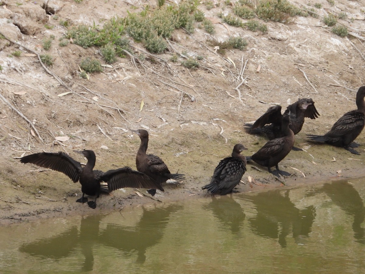 Little Black Cormorant - ML609623719