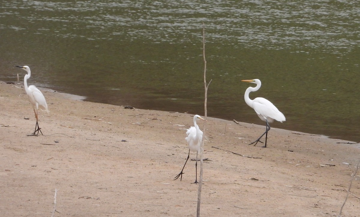 Great Egret - Rodney Macready