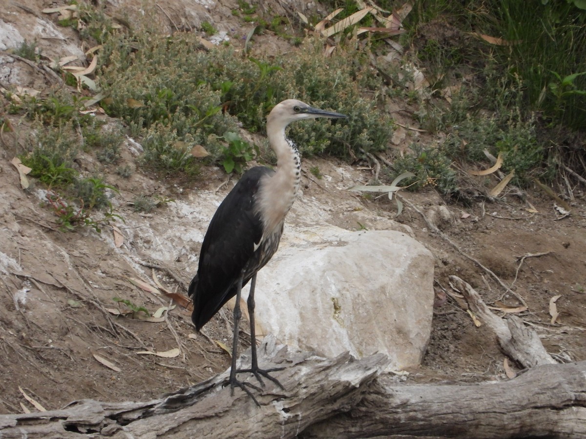 Pacific Heron - ML609623780