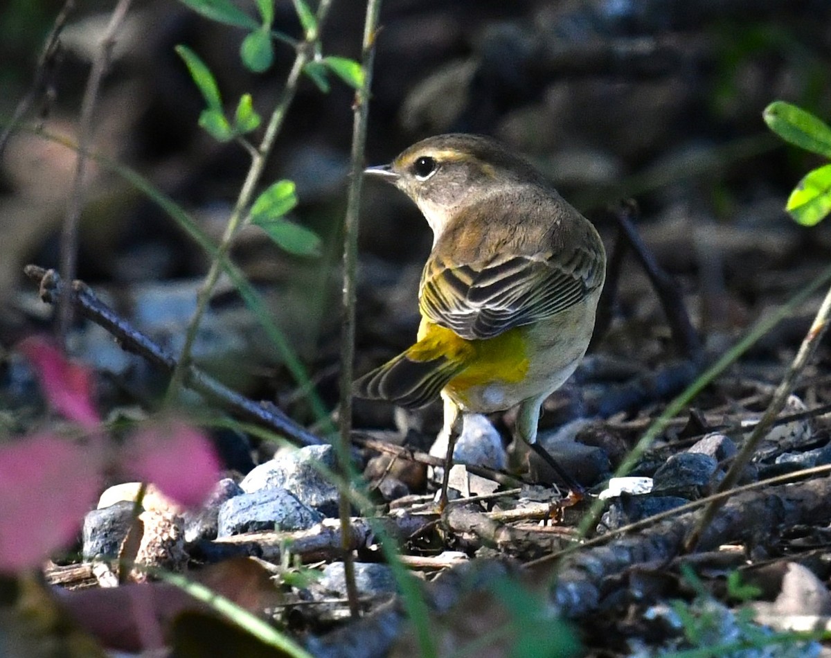 Palm Warbler - ML609623796
