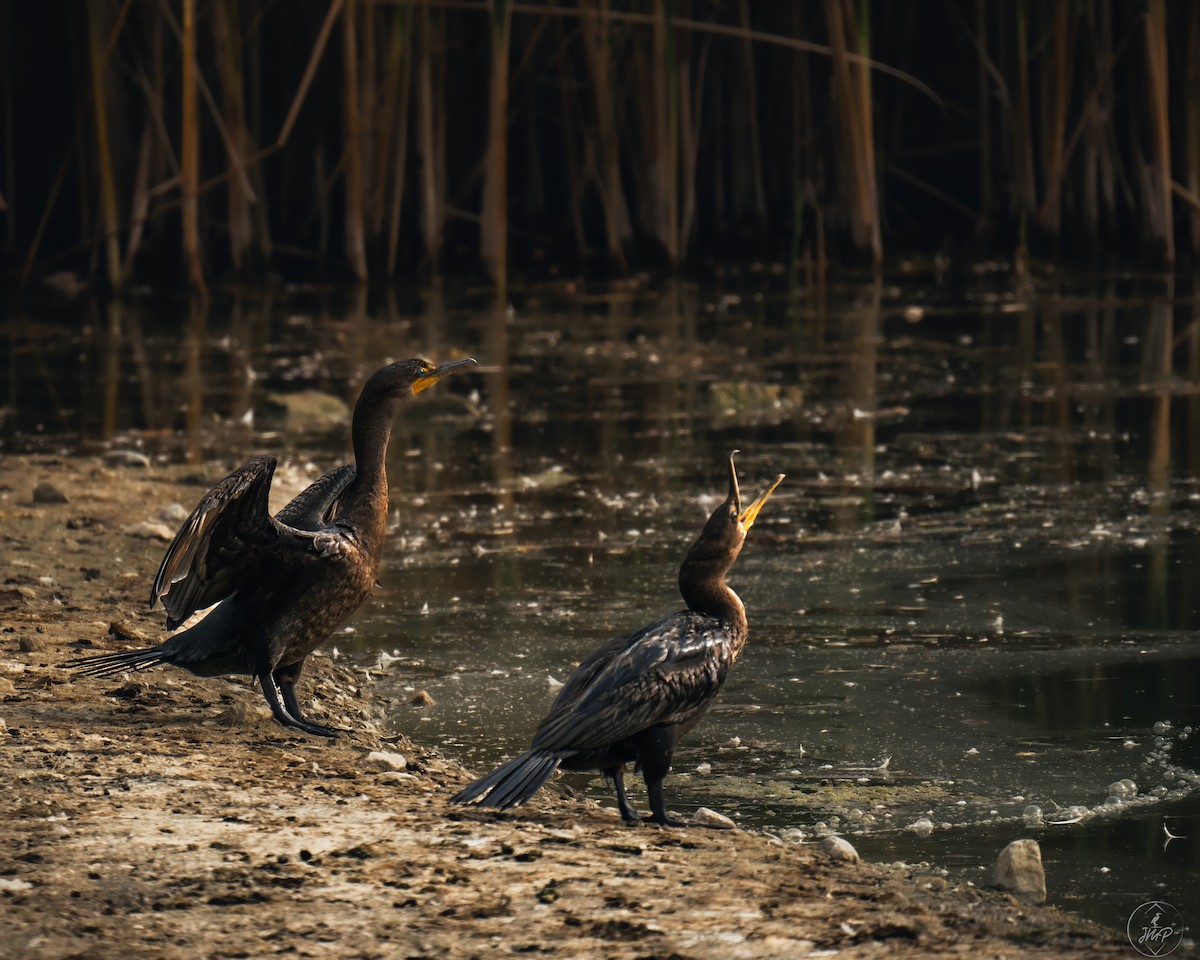 Cormoran à aigrettes - ML609623826